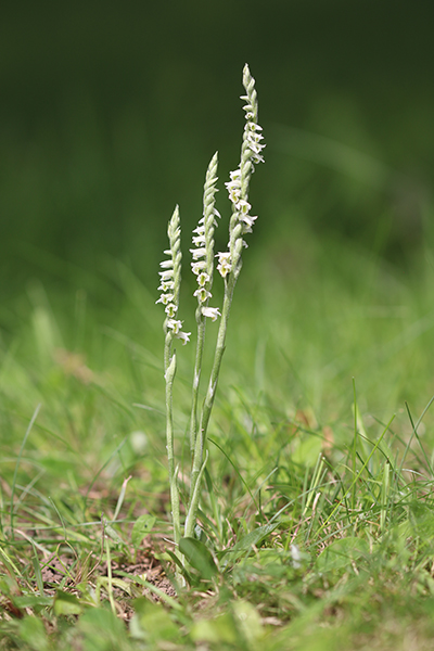 Spiranthes spiralis