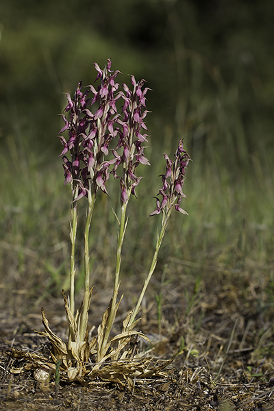 Anacamptis sancta