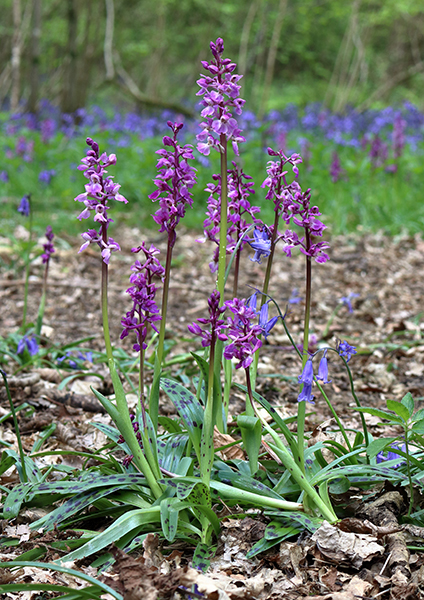 Orchis mascula