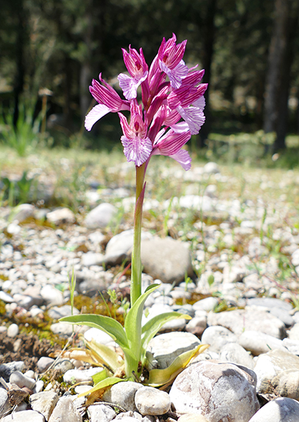 Anacamptis papilionacea