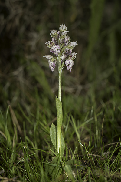 Neotinea lactea