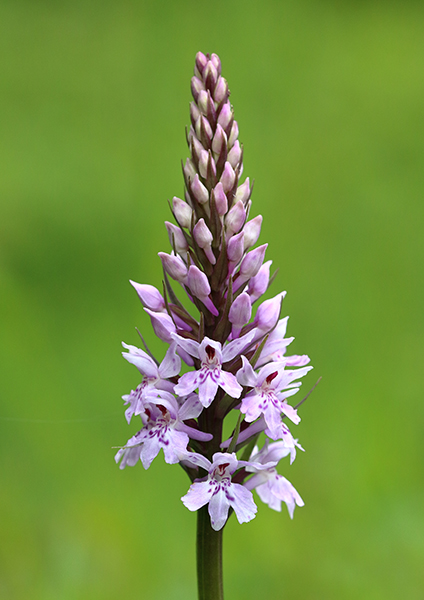 Dactylorhiza fuchsii