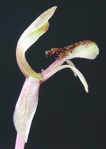 Myrmechila platyptera