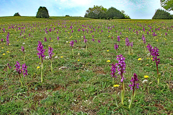Orchis mascula