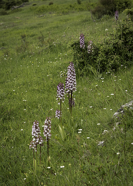 Orchis purpurea