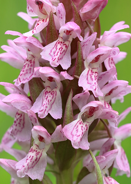 Dactylorhiza incarnata subsp. incarnata