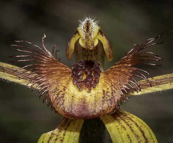 Caladenia discoidea