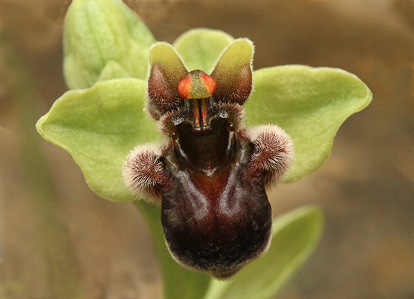 Ophrys bombyliflora