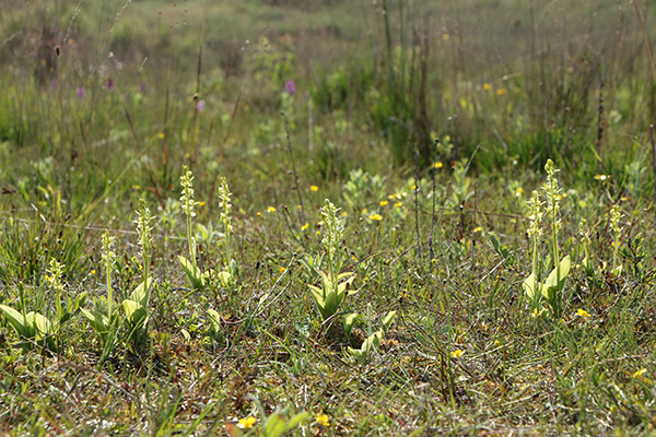 Fen Orchid