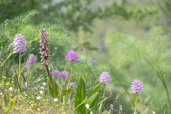 Himantoglossum robertianum & Orchis italica