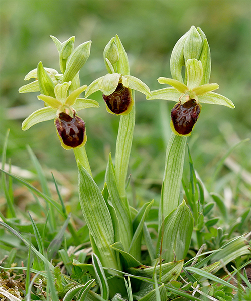 Ophrys sphegodes