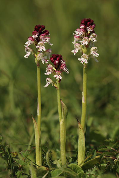 Neotinea ustulata