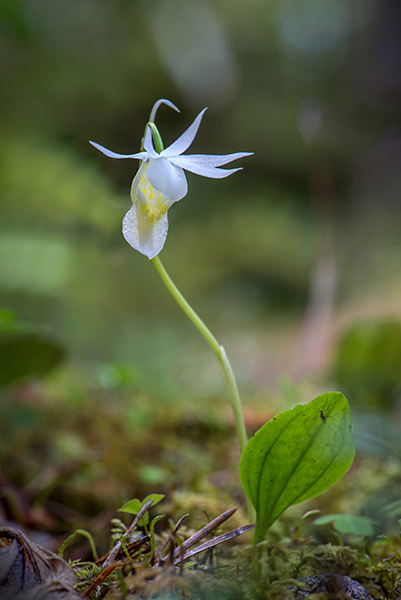 Calypso bulbosa