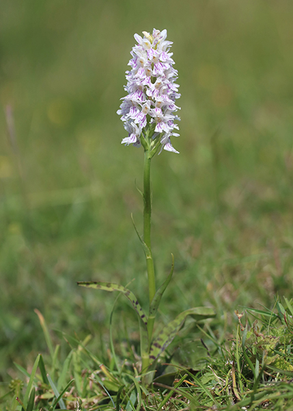 Dactylorhiza fuchsii