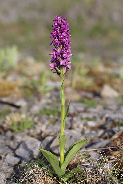 Dactylorhiza ×venusta