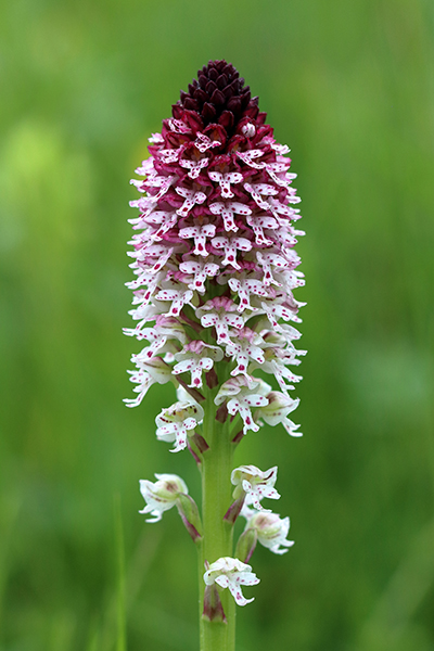 Neotinea ustulata