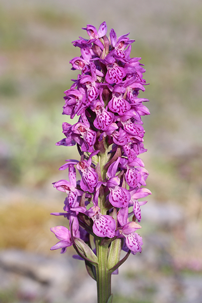 Dactylorhiza ×venusta