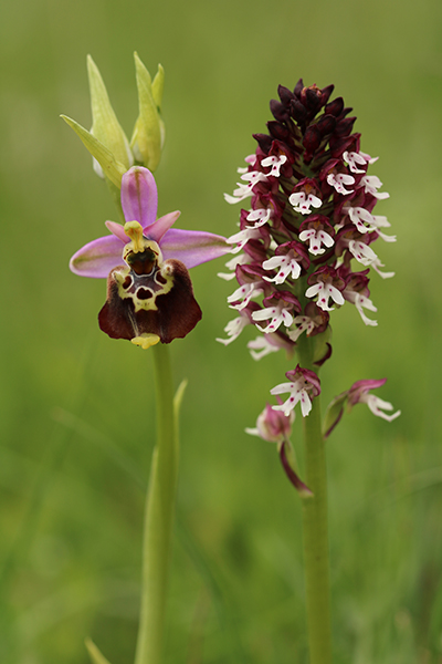 Ophrys fuciflora & Neotinea ustulata