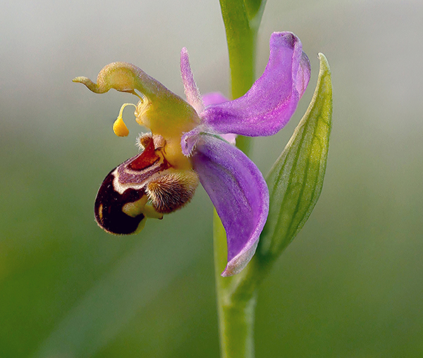 Ophrys apifera