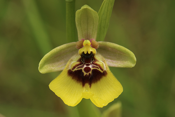 Ophrys lacaitae