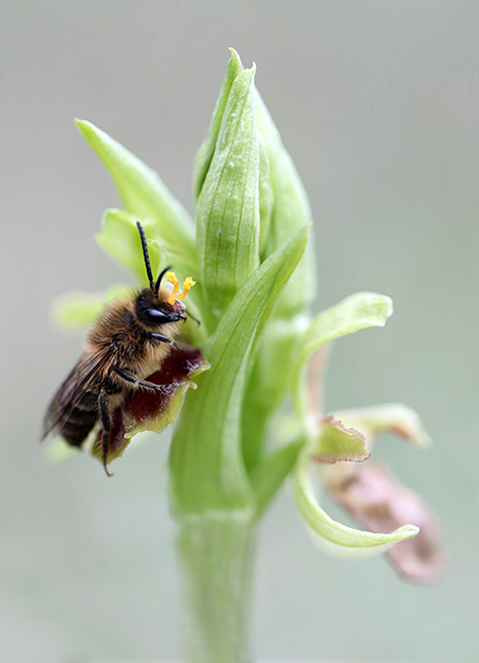 Ophrys ×arachnitiformis