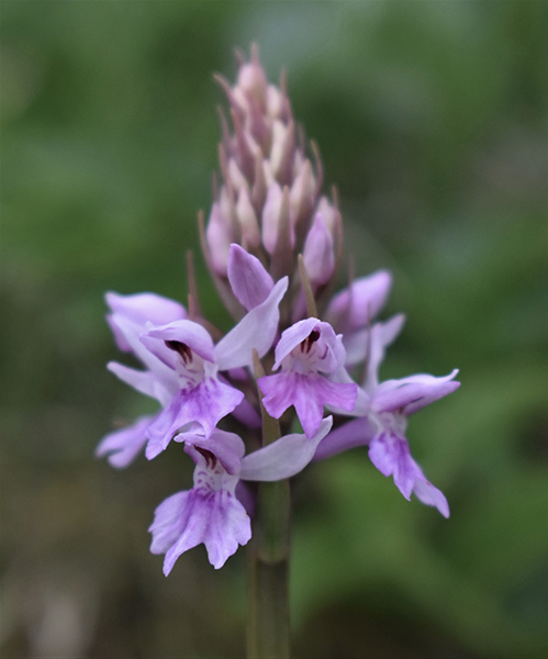 Dactylorhiza fuchsii