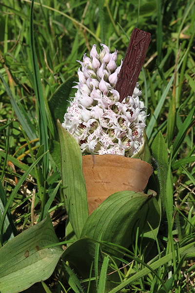 Neottia conica