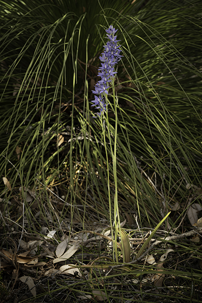 Thelymitra crinita