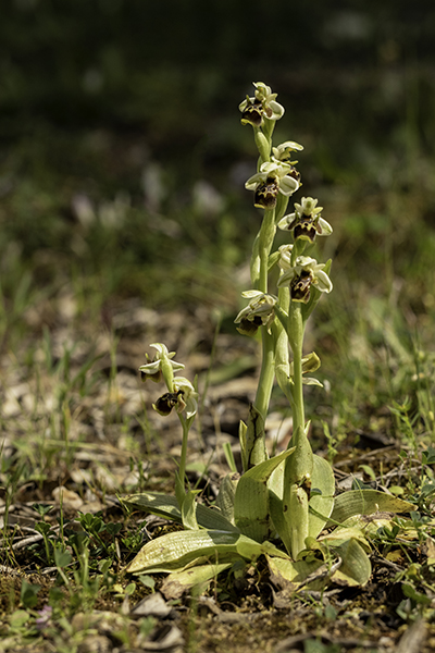 Ophrys umbilicata