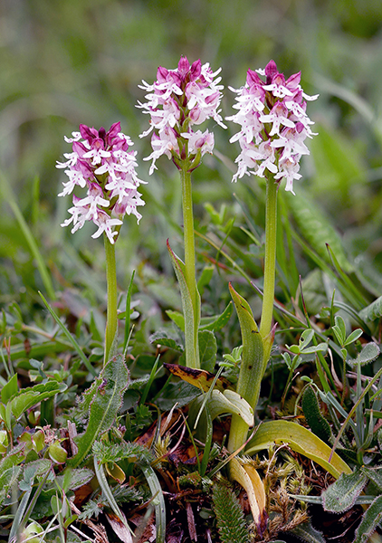 Neotinea ustulata