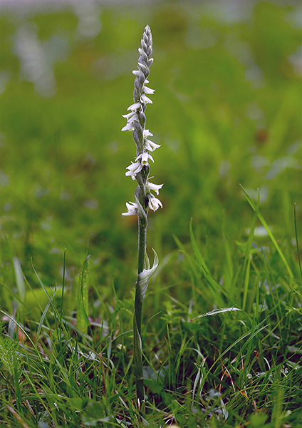 Spiranthes spiralis