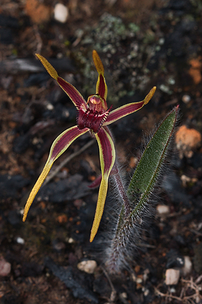 Caladenia arrecta