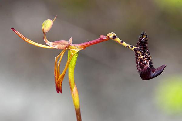 Drakaea livida
