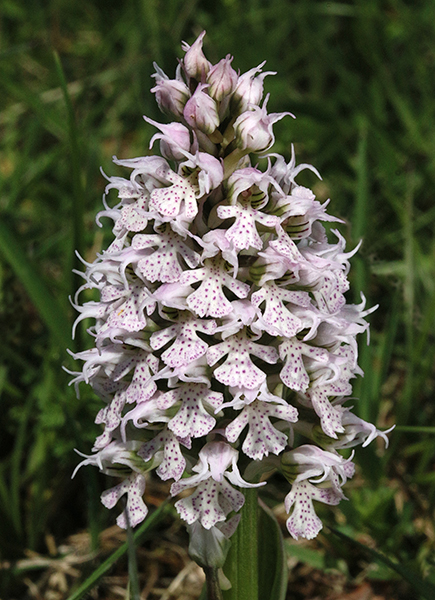 Neotinea conica