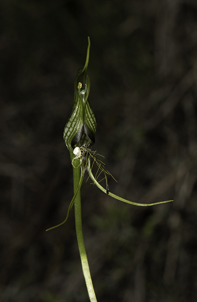 Pterostylis barbata