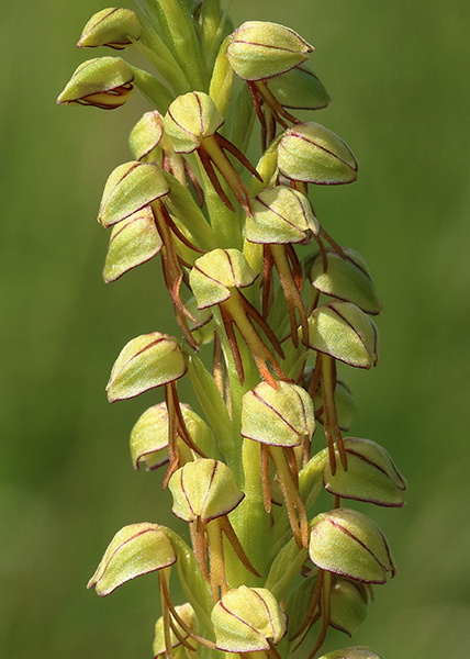 Orchis anthropophora