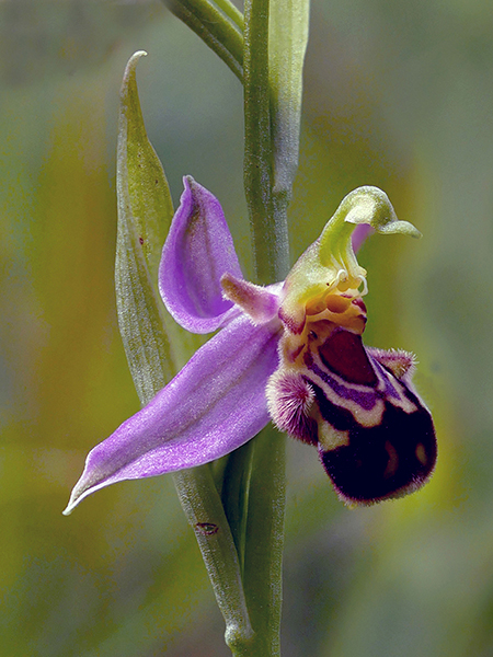 Ophrys apifera