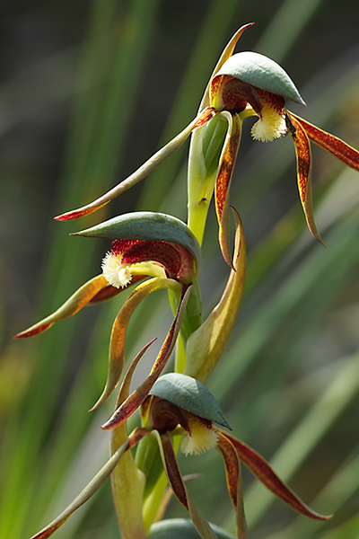 Lyperanthus serratus