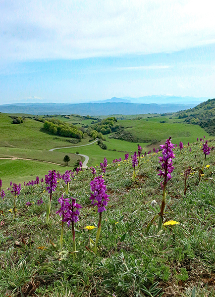 Orchis mascula