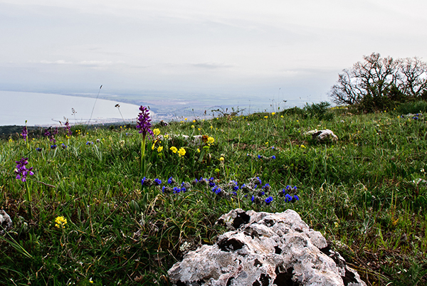 Anacamptis morio