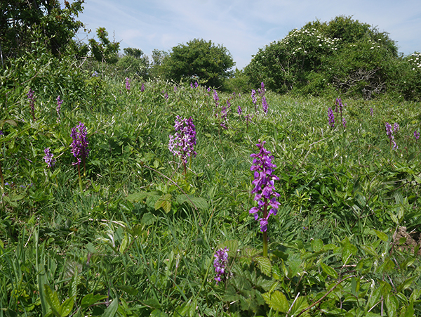 Orchis mascula