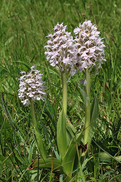 Neotinea conica