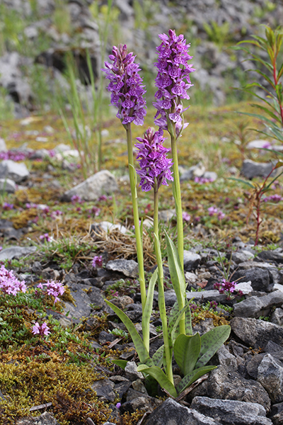 Dactylorhiza ×venusta