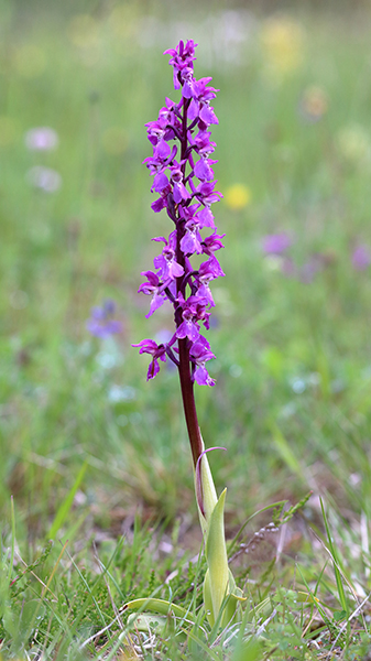 Orchis olbiensis