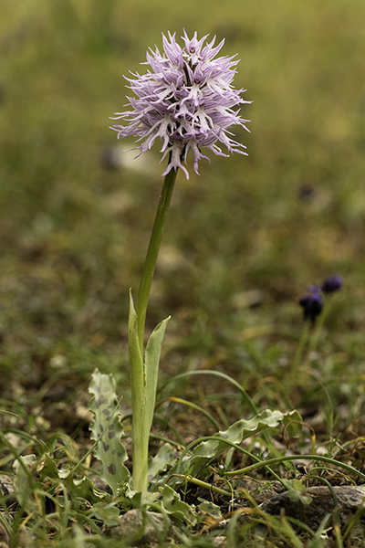 Orchis italica