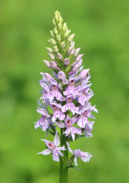 Dactylorhiza fuchsii