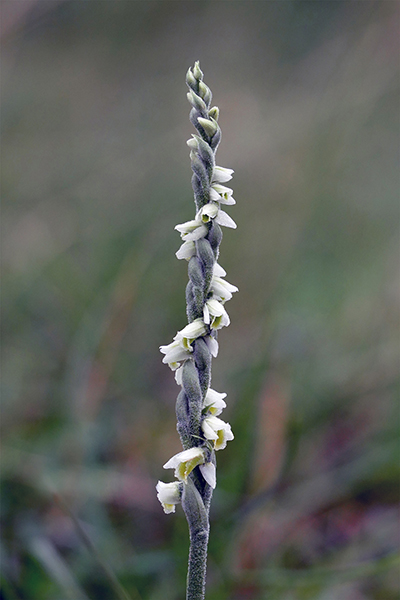Spiranthes spiralis