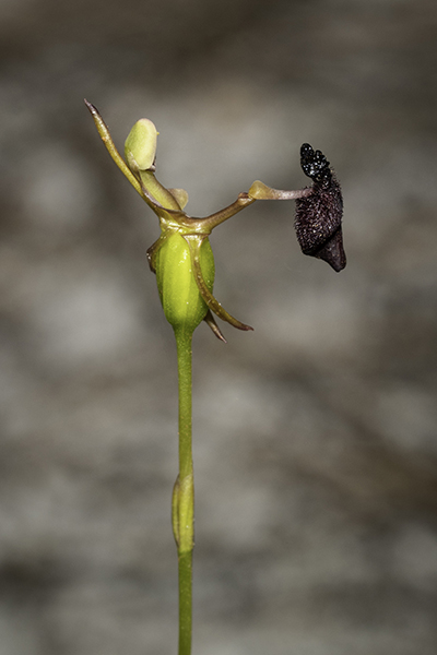 Drakaea glyptodon