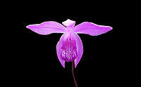 Bletilla striata