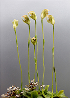 Pterostylis curta
